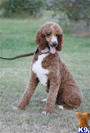 northtexaspuppies Picture 1